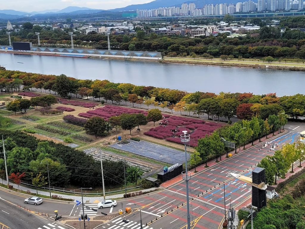 회사 옥상에서 내려다본 미사경정공원 핑크뮬리 군락과 조정호수