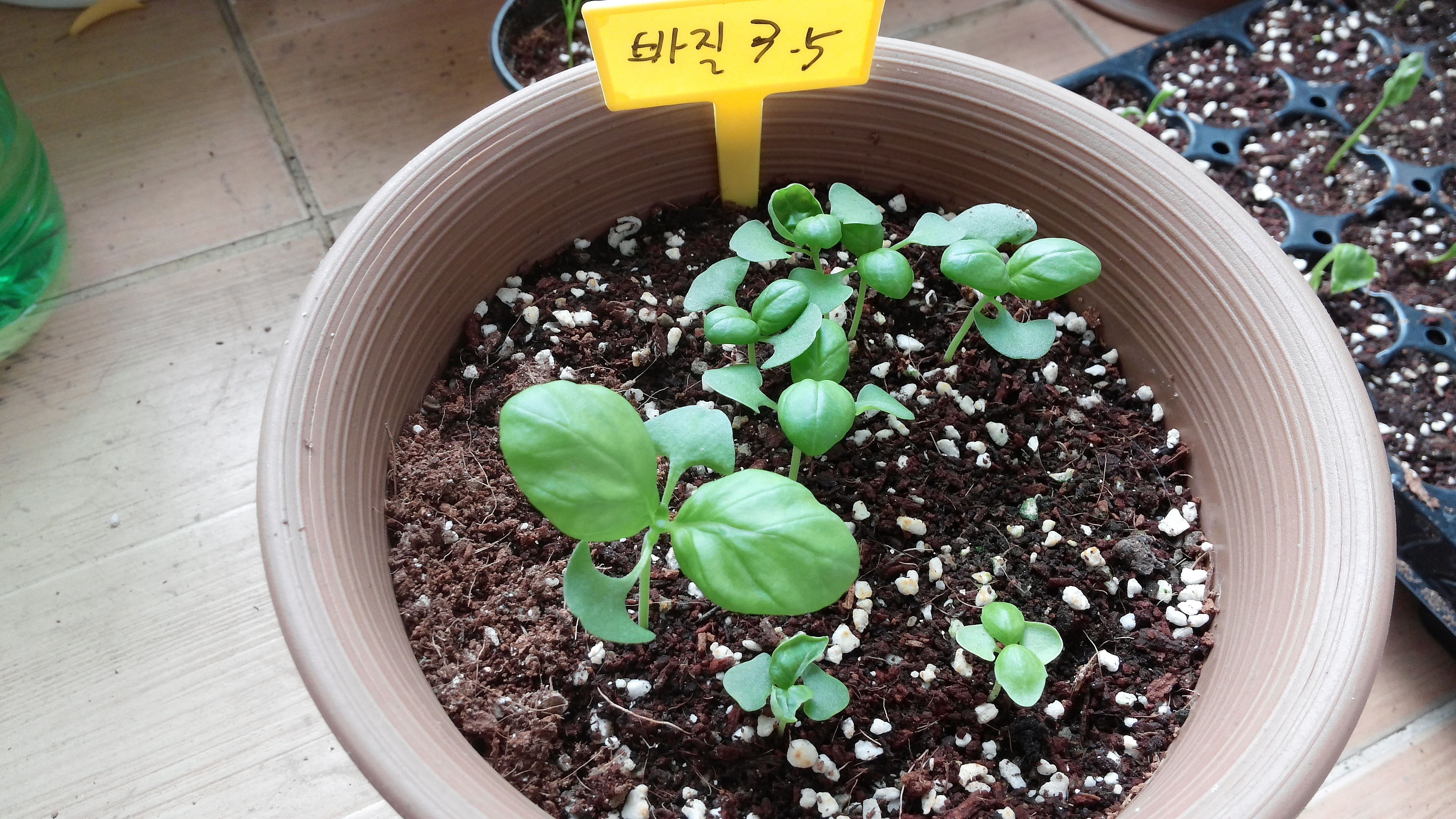 바질 키우기 베란다 텃밭 한 달 넘게 키운 변화와 잎 반점 원인