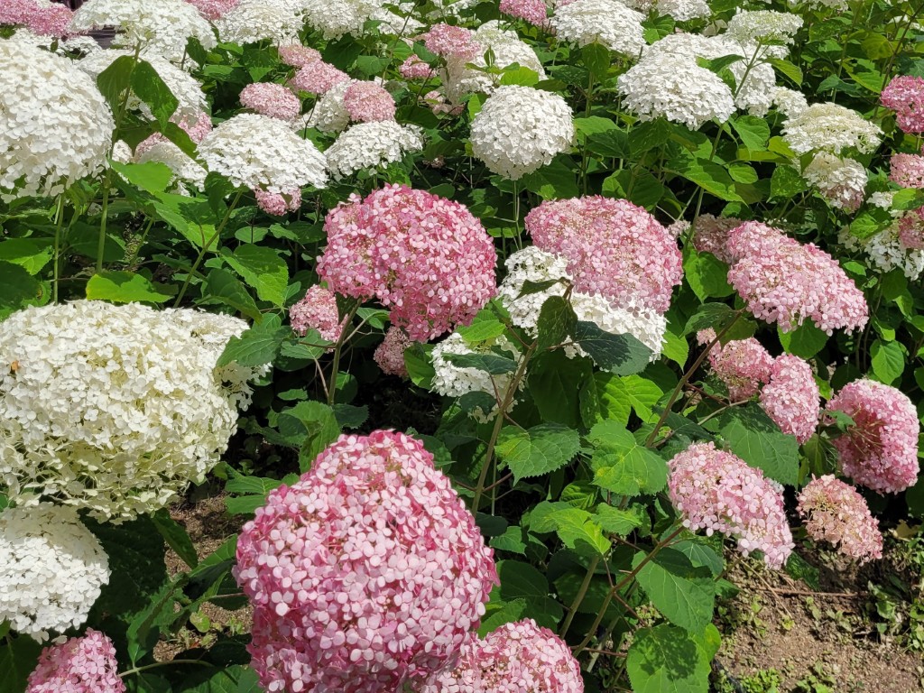 아침고요수목원 수국 정원