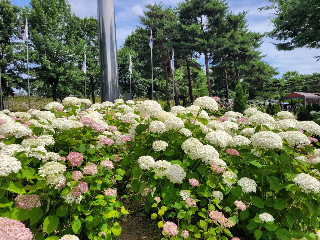 구리한강시민공원 수국원에 만개한 수국