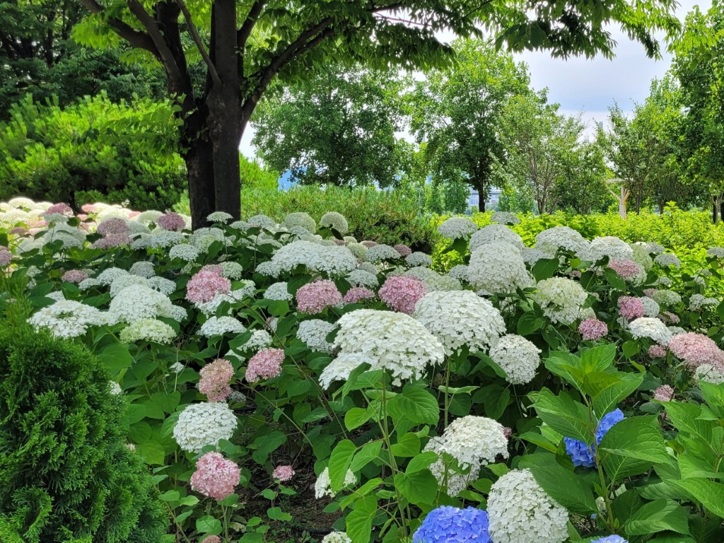 화담숲 수국