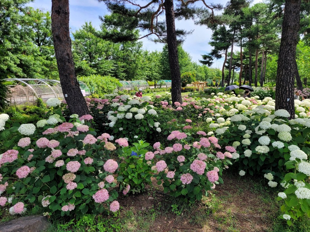 구리한강시민공원 수국원 전경