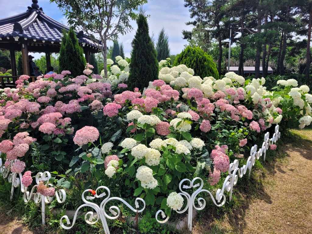 구리한강시민공원 수국원에 만개한 수국