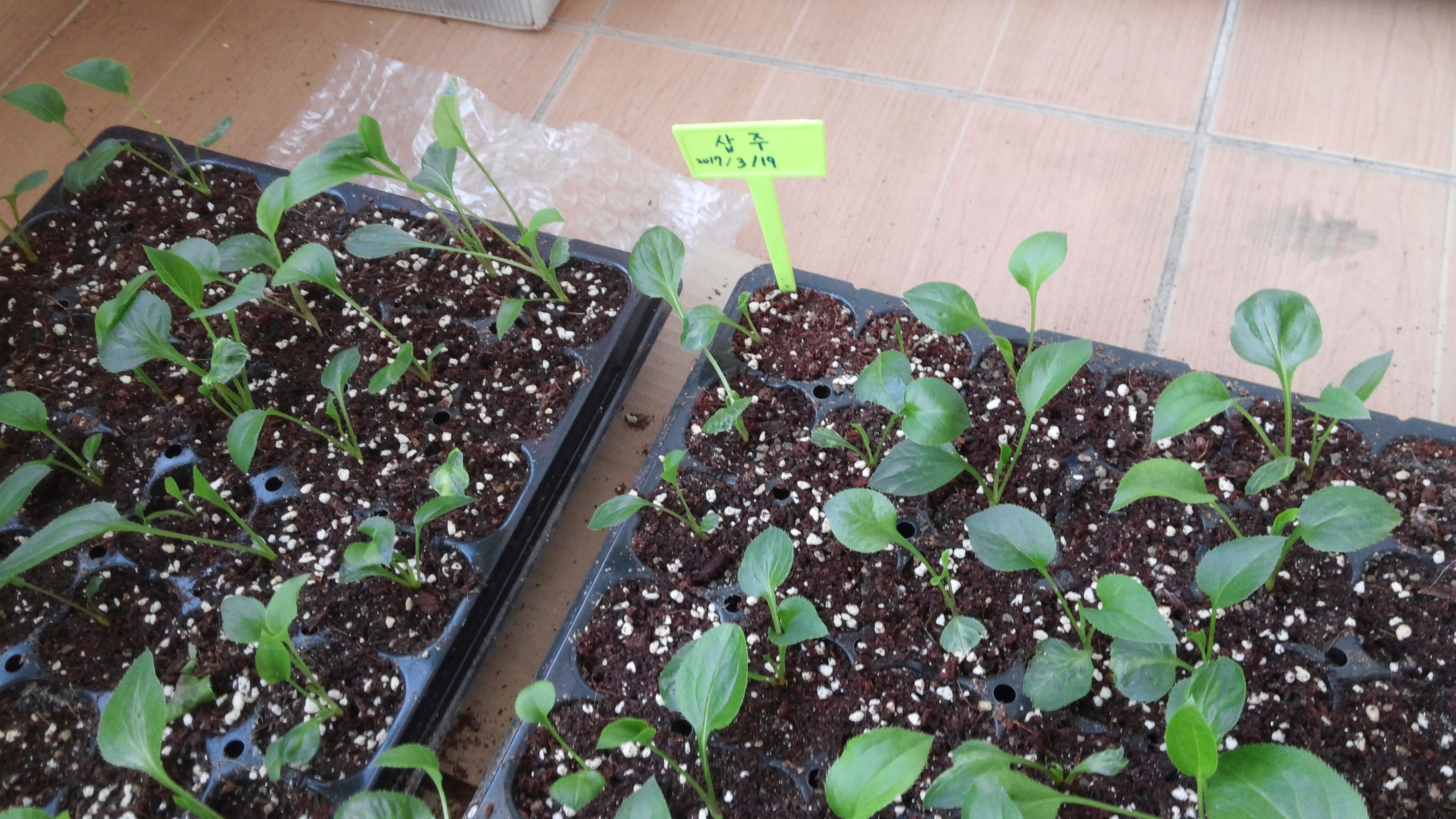 [베란다텃밭] 삽주 키우기 37일차: 트레이 묘 키운 뒤 정식 준비 19
