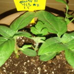 [베란다텃밭] 해바라기와 방울토마토 발아 31일차: 함께 자라는 새싹들