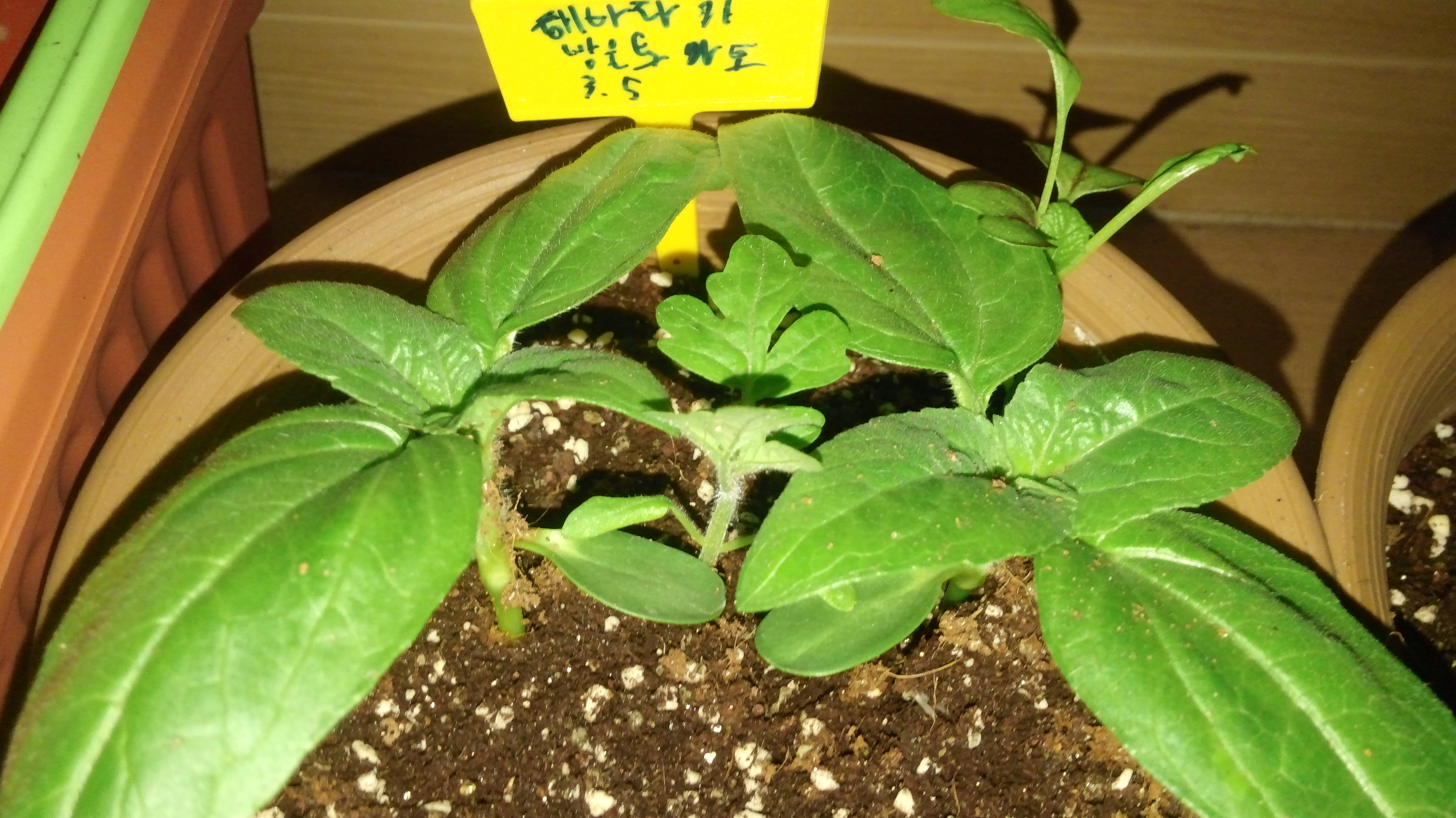 [베란다텃밭] 해바라기와 방울토마토 발아 31일차: 함께 자라는 새싹들 6