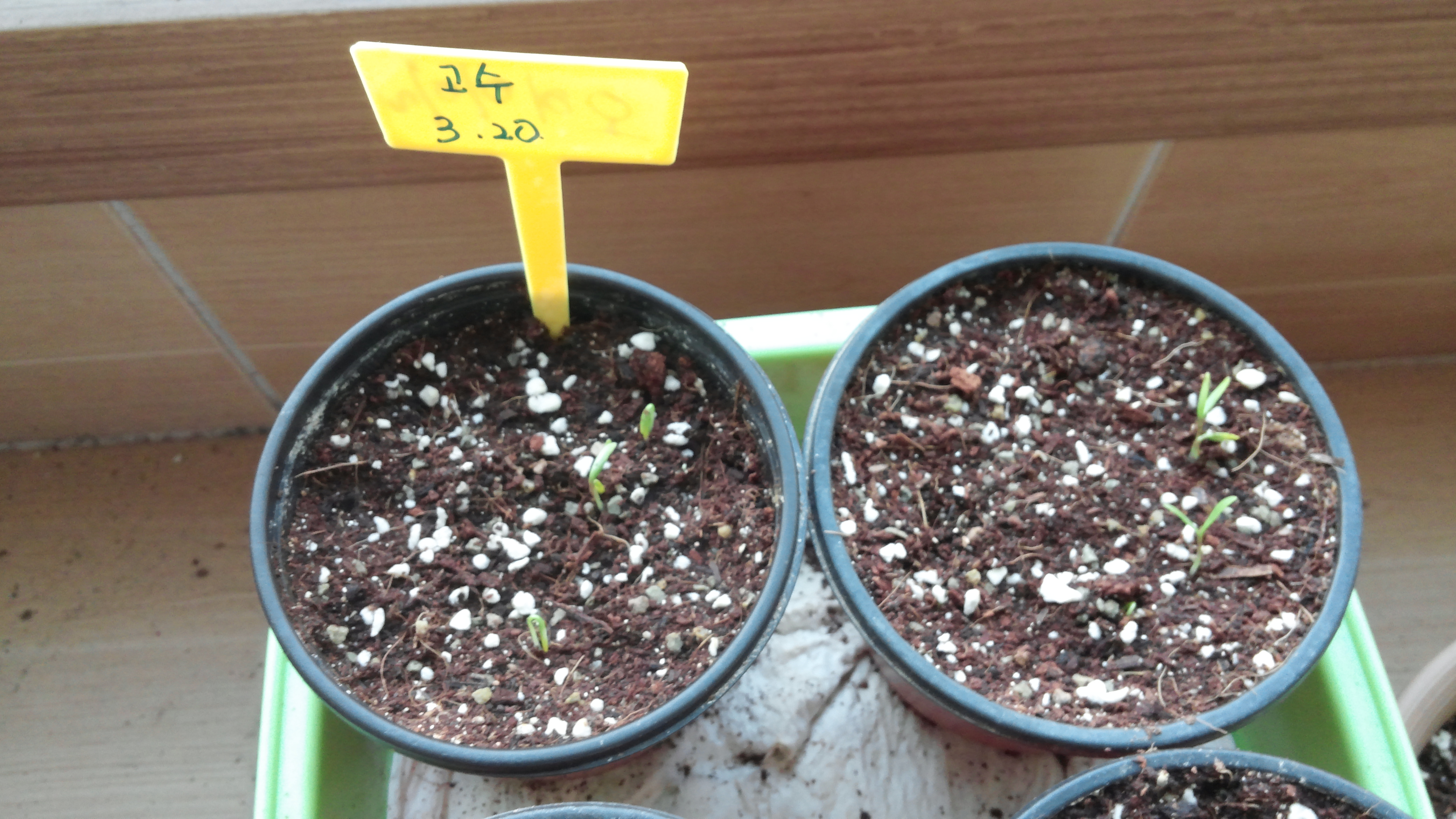 [베란다텃밭]고수 키우기-발아(파종 10일) 9