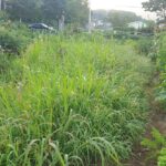 도시 텃밭, 제초 아닌 벌초를 하다