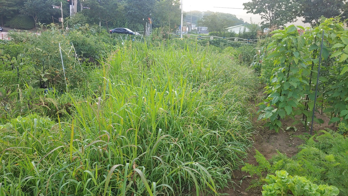 도시 텃밭, 제초 아닌 벌초를 하다 45