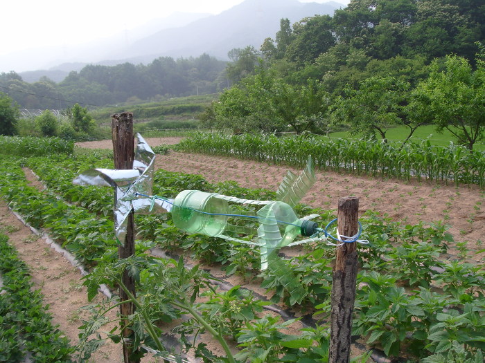 [홍천텃밭] 가뭄 속 홍천 텃밭 풍경 7