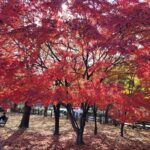 하남 미사경정공원 단풍 명소|잔디 피크닉 가능한 서울 근교 가을 산책 코스