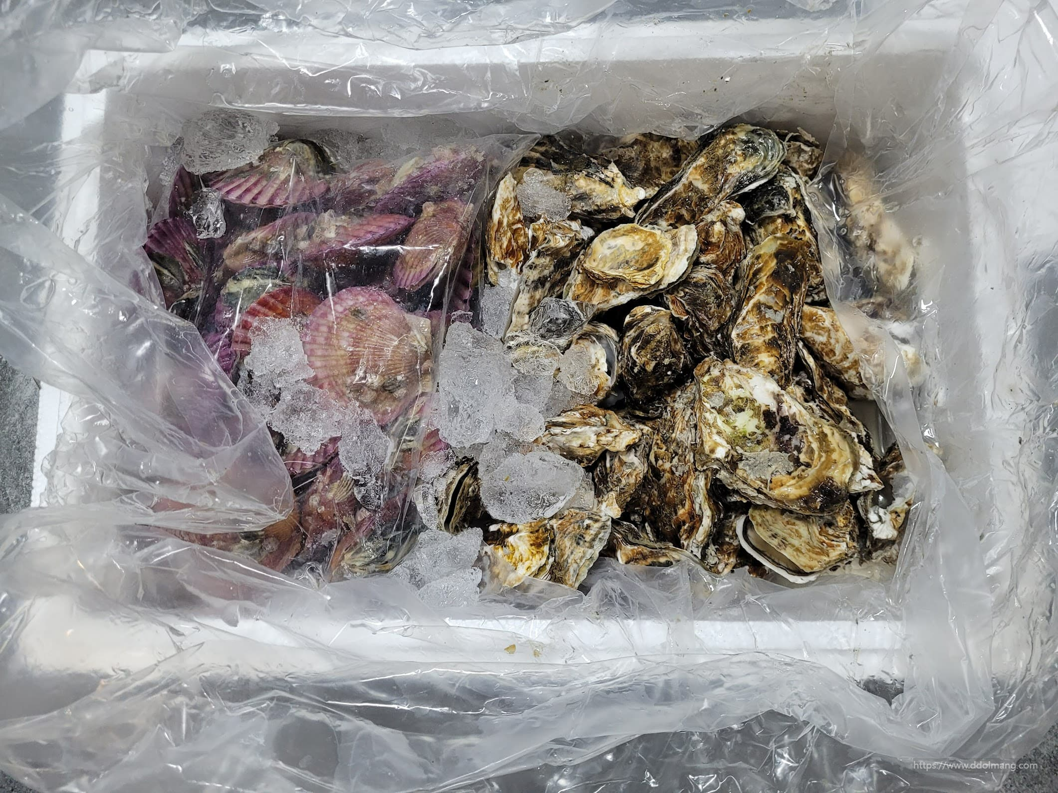 네이버 농라 카페 각굴 3kg + 가리비 2kg 후기 | 제철 해산물 찜 만드는 법 16
