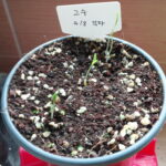 [베란다텃밭] 고수 키우기: 직파(바로심기) 발아 성공기