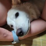 강아지 사료 안 먹을 때 해결 방법|간식 때문에 생긴 식습관 교정 성공 후기