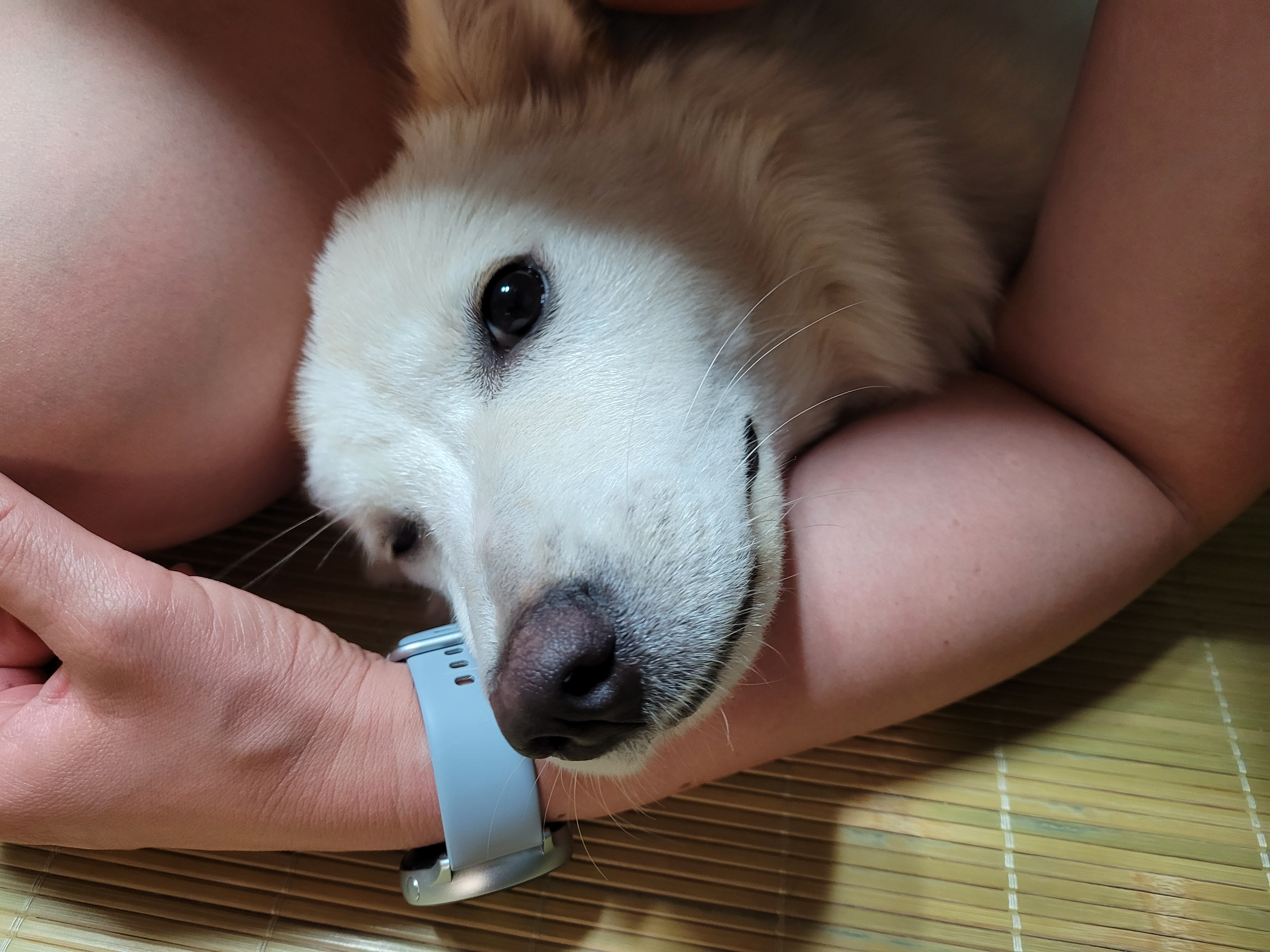 강아지 사료 안 먹을 때 해결 방법｜간식 때문에 생긴 식습관 교정 성공 후기 11