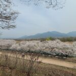 하남 당정뜰 벚꽃|미사경정공원 산책 코스 만개 후기