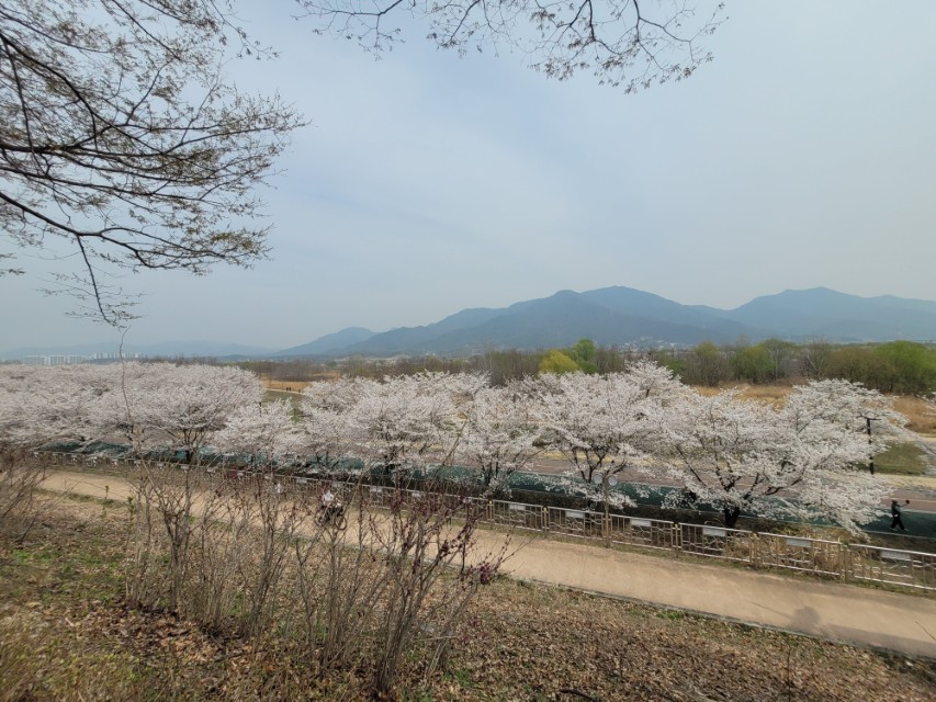 하남 당정뜰 벚꽃｜미사경정공원 산책 코스 만개 후기 23