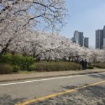 천안 북일고 벚꽃 개화 상황 2026｜벚꽃엔딩 명소 4월 현재 풍경과 출입 정보