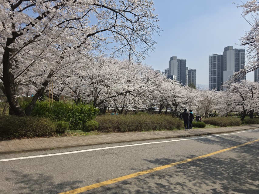 천안 북일고 벚꽃 개화 상황 2026｜벚꽃엔딩 명소 4월 현재 풍경과 출입 정보 11