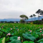 서울 근교 드라이브 코스 기록｜물의정원·두물머리·세미원 이렇게 움직이니 편했습니다