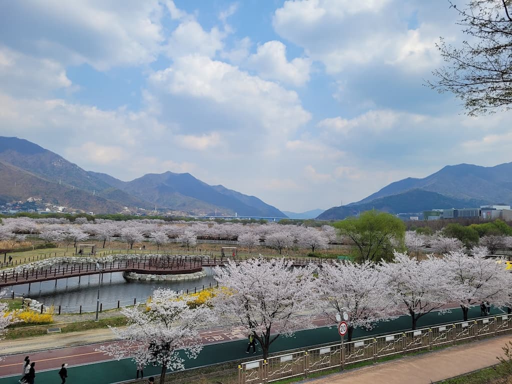 서울·수도권 벚꽃 명소 가이드, 여의도·석촌호수·수원 화성까지 32