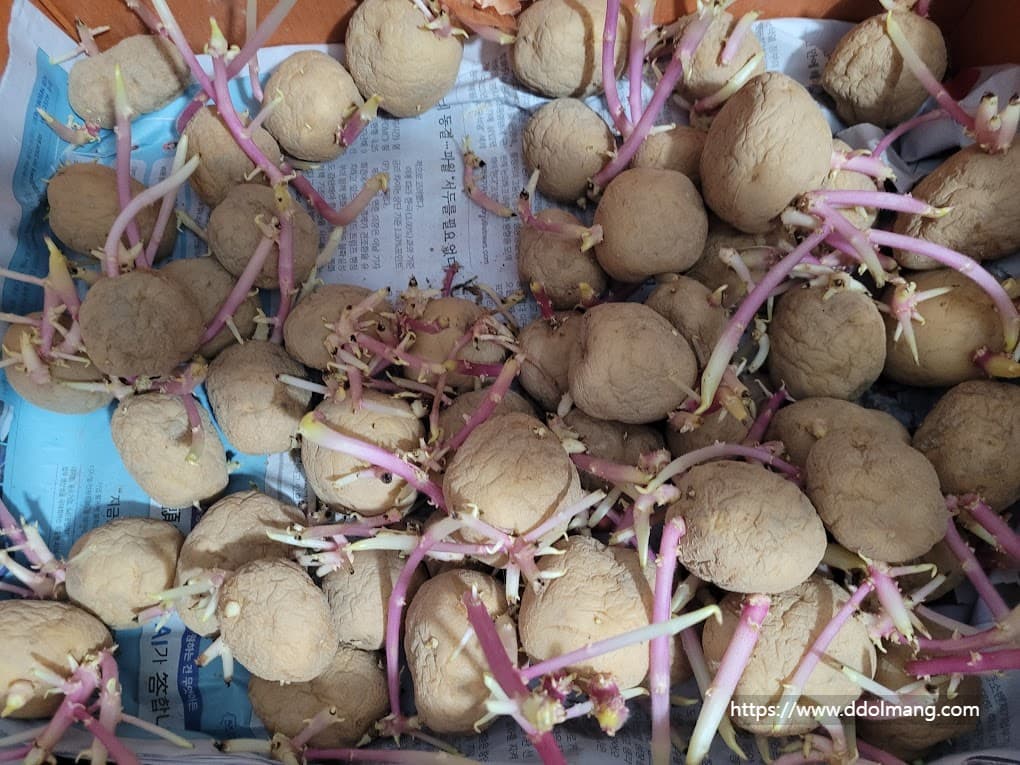 싹난 감자·양파 먹어도 될까? 버려야 할 기준과 활용법 정리 19