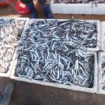 속초 양미리·도루묵 축제 안 가도 되는 이유｜현지 시장에서 싸게 사는 법과 집·캠핑에서 맛있게 먹는 법