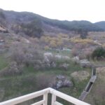 남도 봄꽃로드 여행기|구례 산동마을 산수유 만개와 더케이 지리산가족호텔 숙박 후기