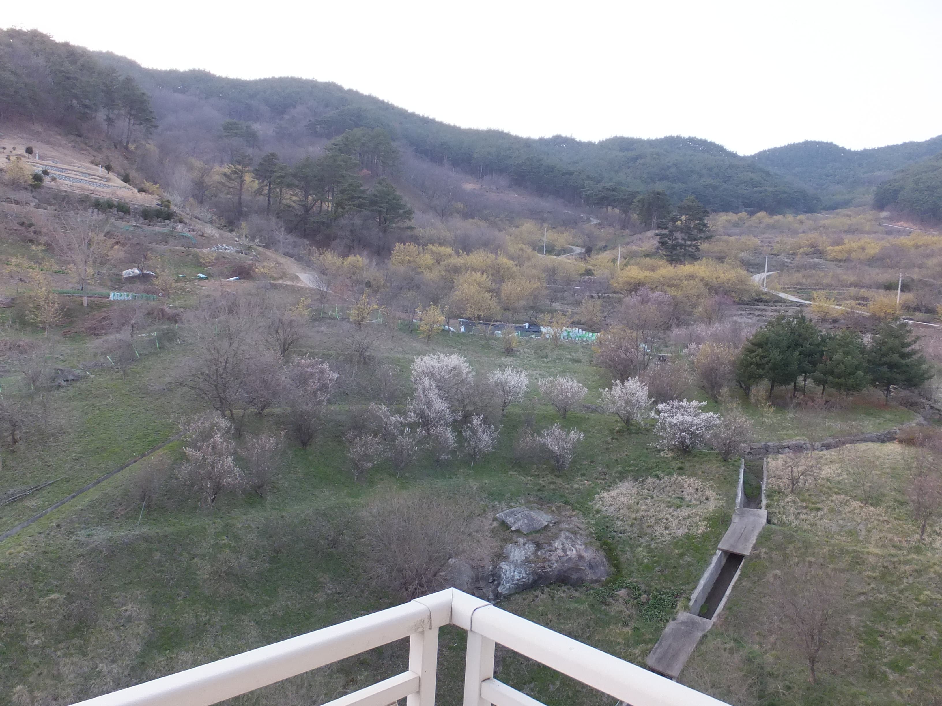 남도 봄꽃로드 여행기｜구례 산동마을 산수유 만개와 더케이 지리산가족호텔 숙박 후기 15