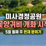 2026 미사경정공원 꽃양귀비 만개|직접 다녀온 현재 분위기와 올해 달라진 점