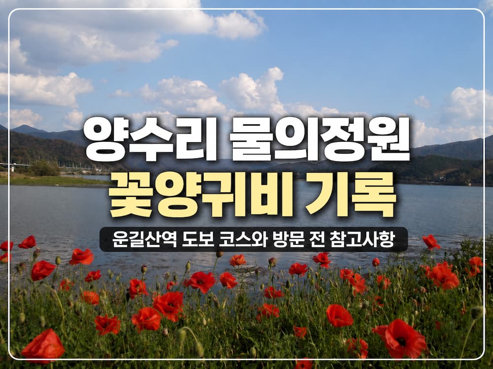 2026 물의정원 꽃양귀비 개화 시기, 지금 가도 좋은 이유와 양수리 두물머리 방문 꿀팁 16