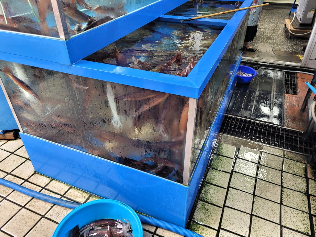 수조속에 살아있는 오징어들