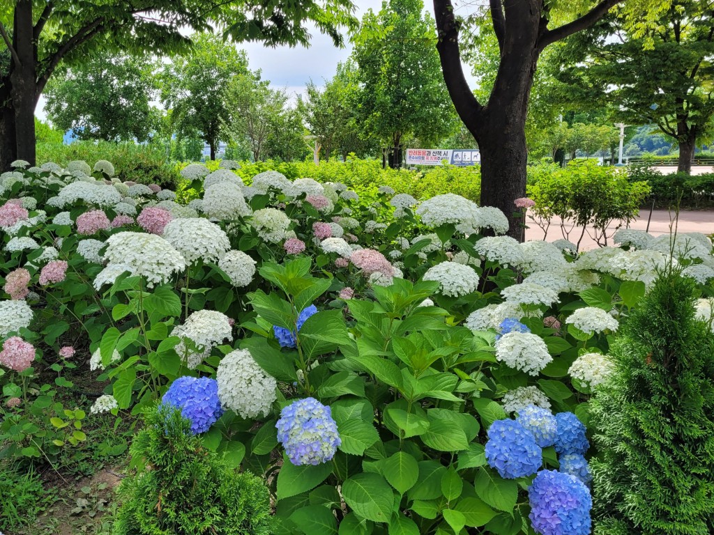 경기도 수국 명소｜구리한강시민공원에서 만난 형형색색 초여름 수국길