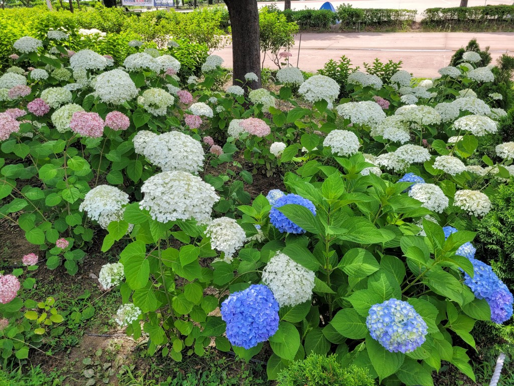 분홍색과 보라색 꽃잎이 섞여 피어 있는 구리한강시민공원 수국