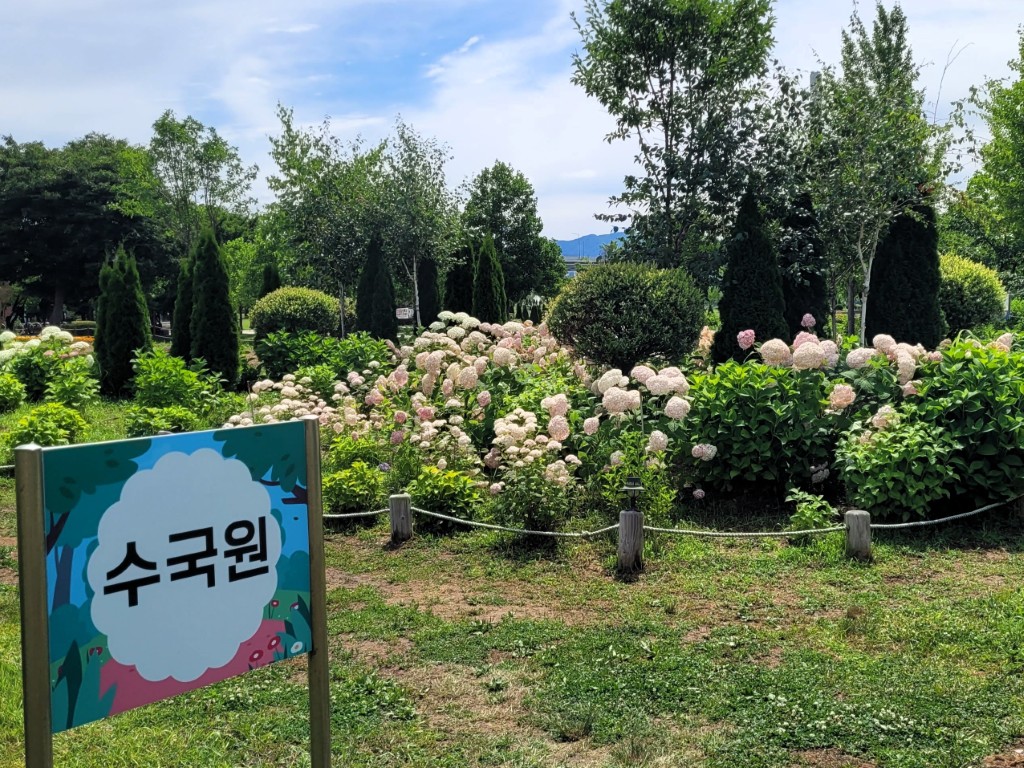 구리한강시민공원 수국원 입구에 피어 있는 형형색색 수국