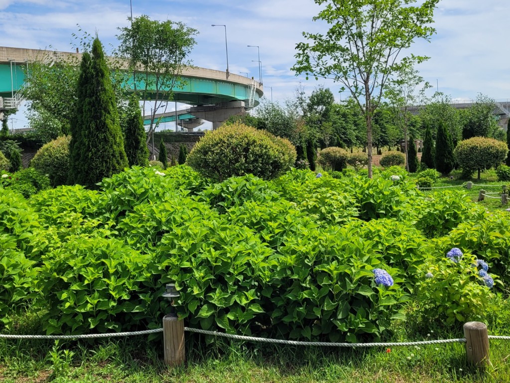 활짝 핀 수국과 아직 꽃망울이 남아 있는 수국이 함께 보이는 모습