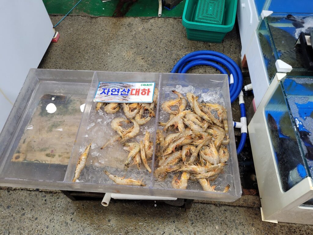 백사장 어촌계 수산시장에서 자연산 대하라고 안내받은 얼음 위 새우