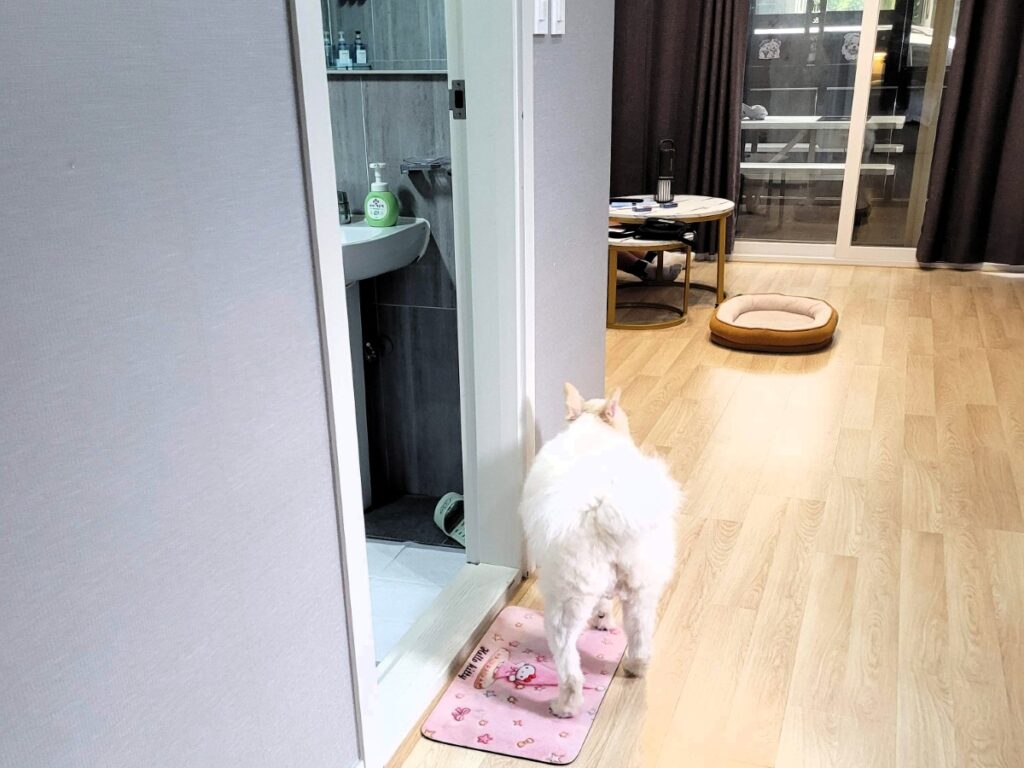 안면도 포앤풀 애견풀빌라 객실에서 쉬고 있는 10kg 반려견