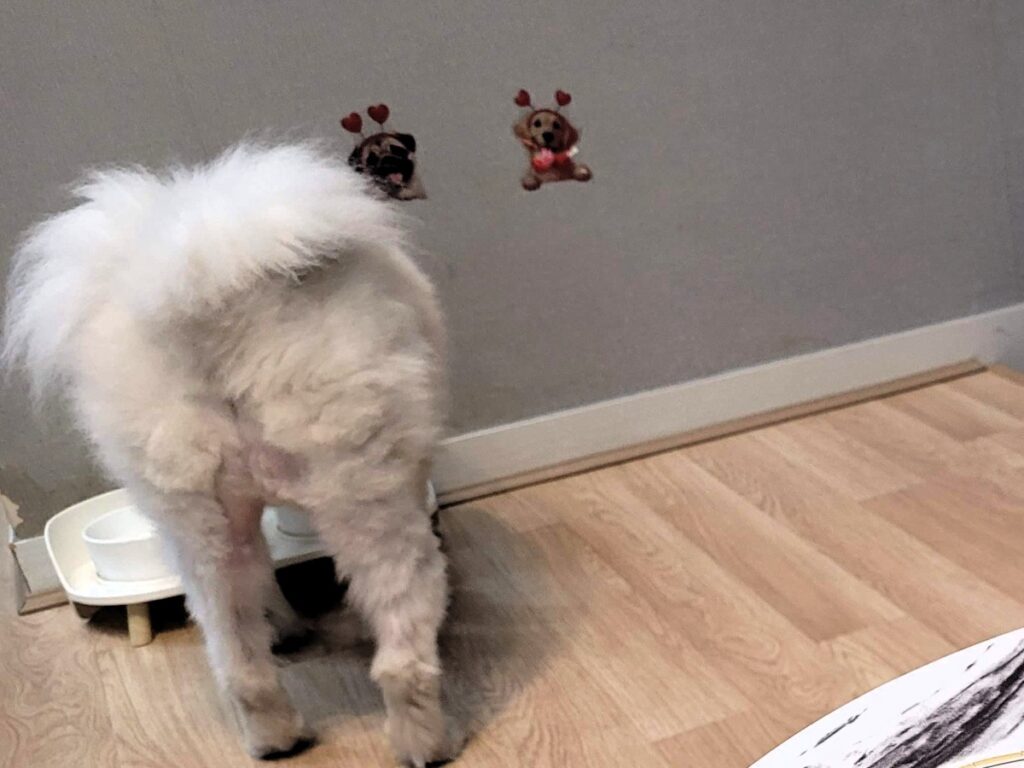 포앤풀 애견풀빌라 객실에 준비된 반려견 식기