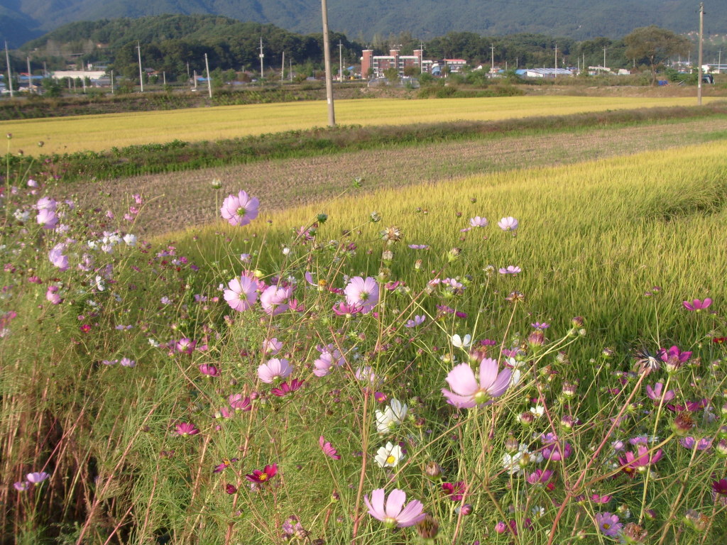 활짝 핀 코스모스 꽃밭, 황금 논, 푸른 산 능선