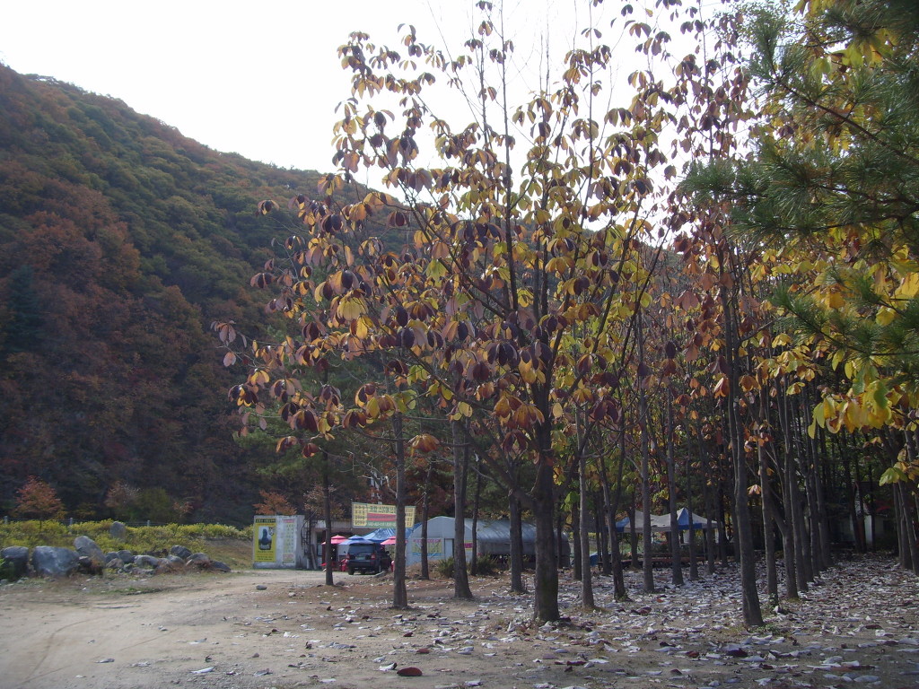 울긋불긋 가을 단풍 나무, 흙길, 멀리 보이는 산
