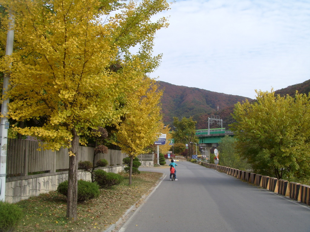 가을 노란 은행나무 가로수길, 산, 교량, 자전거