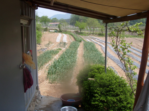 농가 처마 아래, 푸른 마늘밭 줄지어 성장, 멀리 비닐밭.