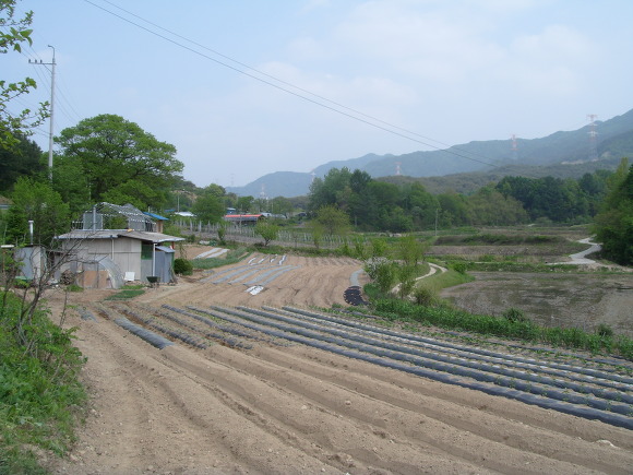시골 밭, 비닐 멀칭 농경지, 작은 건물, 우거진 푸른 산.