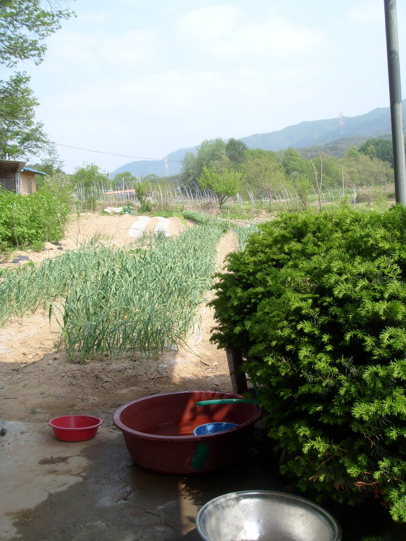 마늘밭, 붉은 통, 푸른 관목, 멀리 보이는 산