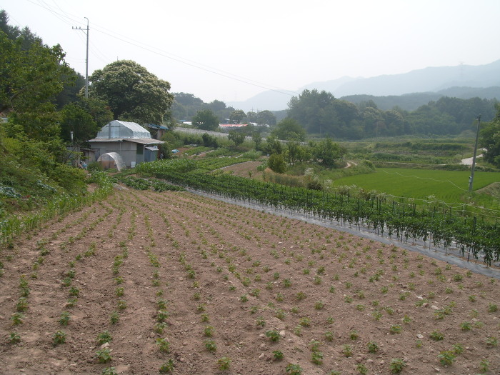 농촌 밭, 비닐하우스, 푸른 논, 산 풍경.