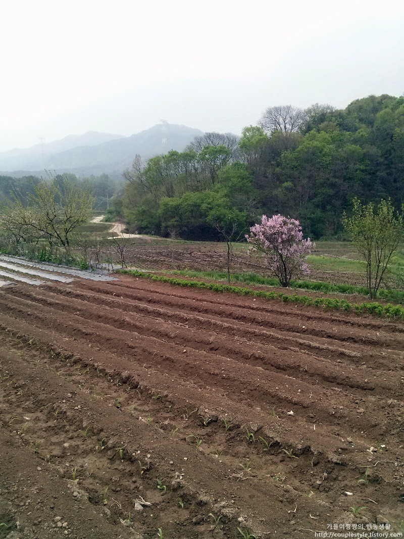 봄철 경작지, 어린 새싹들, 만개한 분홍 꽃나무, 흐릿한 산맥