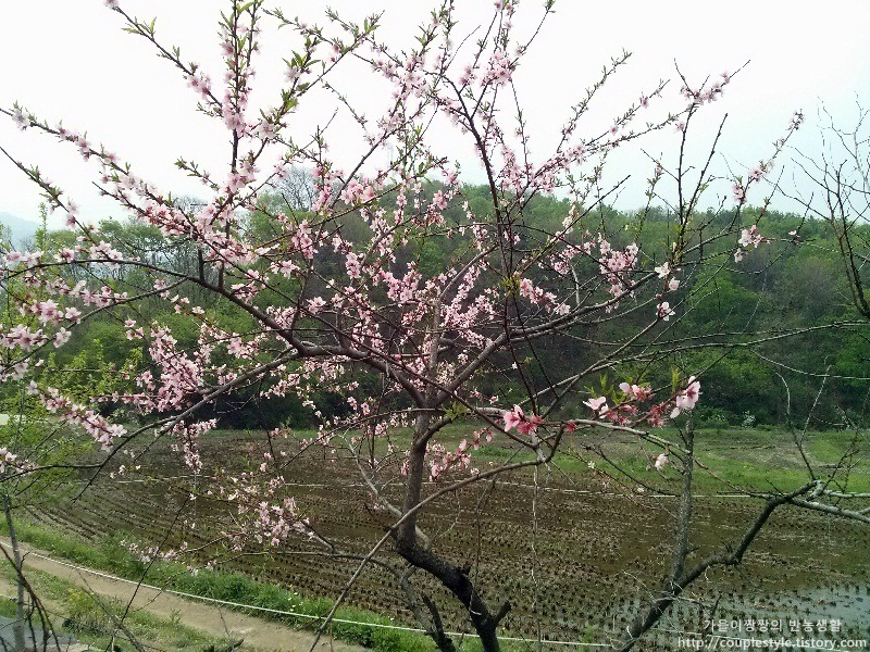 복숭아꽃 핀 나무, 푸른 숲, 물 찬 논.