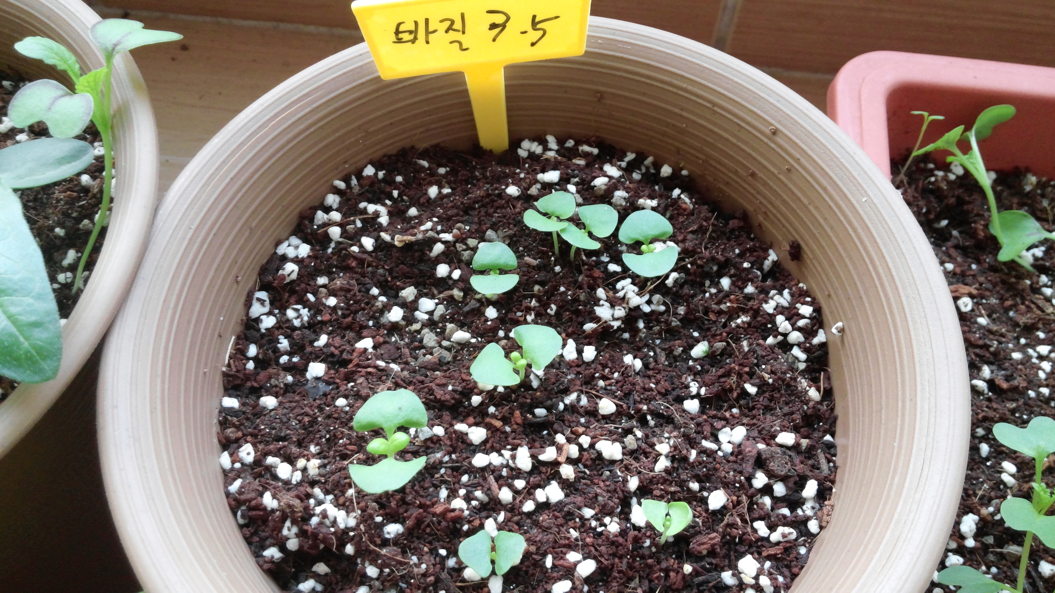 갈색 화분 바질 새싹, 비옥한 흙, 흰색 흙알갱이, 식물 라벨
