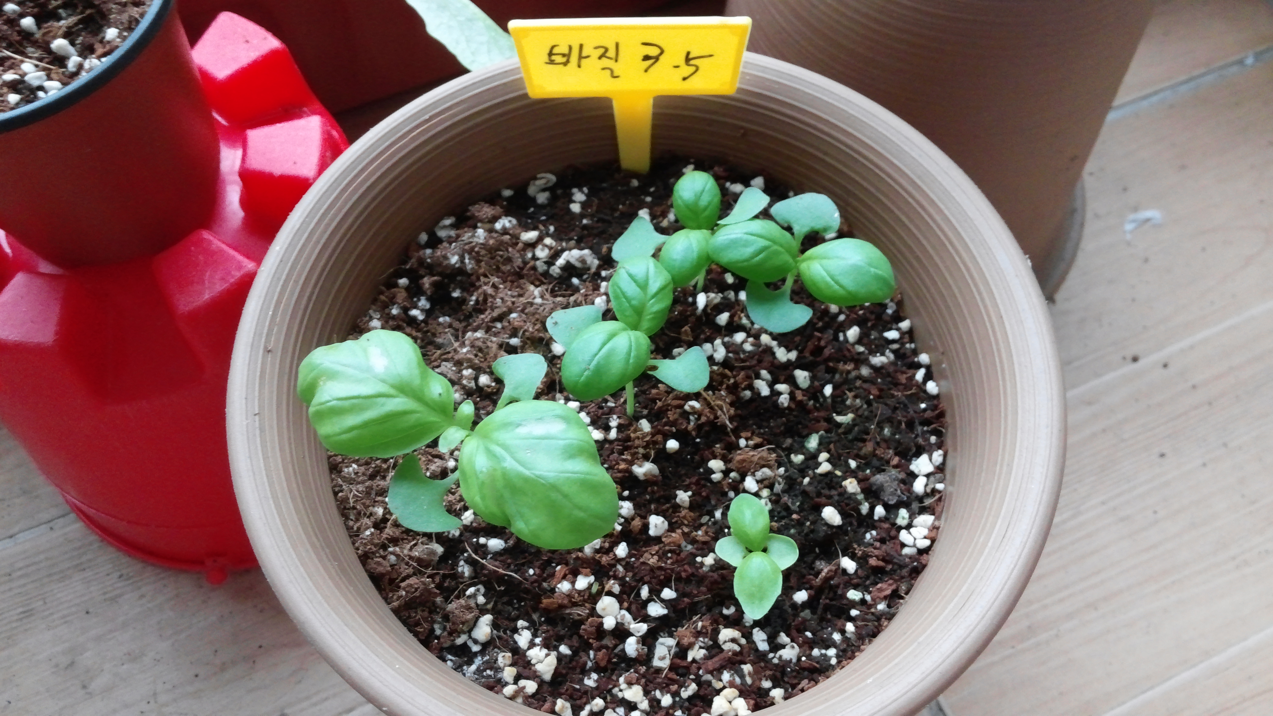 화분 속 흙과 펄라이트 위, 초록 바질 새싹과 노란 팻말